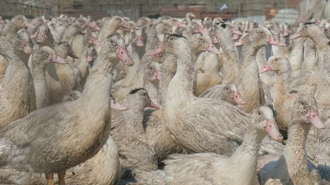 Many ducks in duck farm. Workers collect load ducks on a truck from a duck farm. Stock Footage 128212347