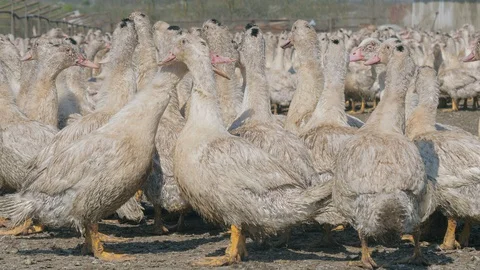 Many ducks in duck farm. Workers collect load ducks on a truck from a duck farm. Stock Footage 128212432