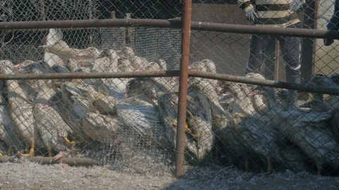 Many ducks in duck farm. Workers collect load ducks on a truck from a duck farm. Stock Footage 128212575