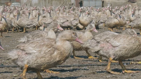 Many ducks in duck farm. Workers collect load ducks on a truck from a duck farm. Stock Footage 128212710