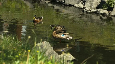 Many Ducks at a Duck Pond Stock Footage 40973853