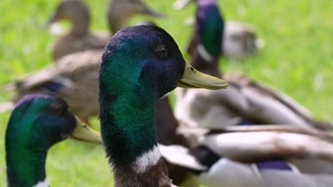 Many ducks on the lawn in the park Stockbeeldmateriaal 289637685