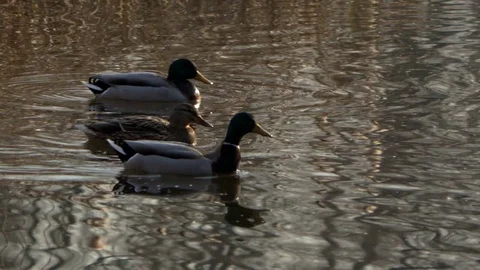 Many ducks in a park lake Stock Footage 83079920