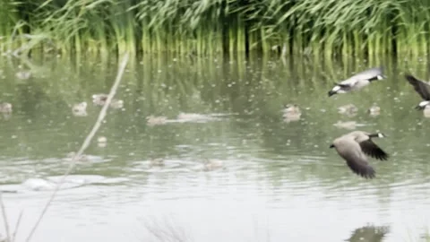 Many ducks in a pond with Canada geese flying across Stock Footage 322552690
