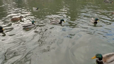 Many ducks in a pond Video stock 101042527