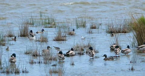 Many ducks in pond Stock Footage 131244744