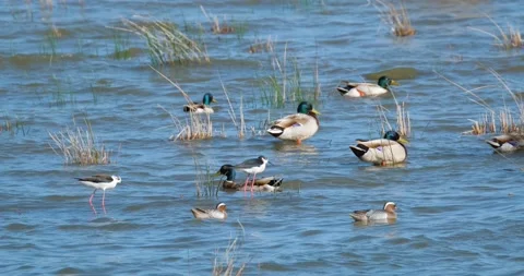 Many ducks in pond Stock Footage 131244777