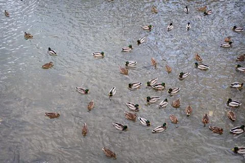Many ducks in the pond Stock Photos