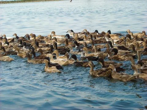 Many ducks in the river Stock Photos