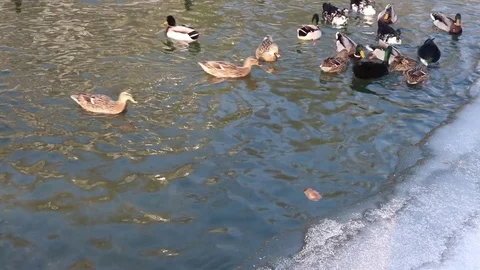 Many Ducks Take Wing From Party Frozen Pond In Winter Stockbeeldmateriaal 83680400