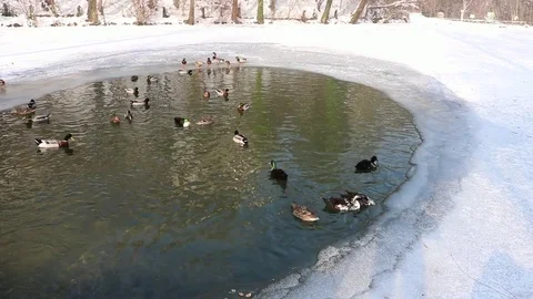 Many Ducks Take Wing From Party Frozen Pond In Winter Stock Footage 83680449