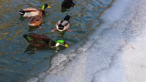 Many Ducks Take Wing From Party Frozen Pond In Winter Stockbeeldmateriaal 83680468