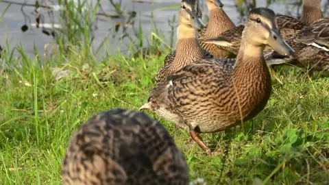 Many ducks walking on grass and eating bread. Closeup view Stock Footage 153472395