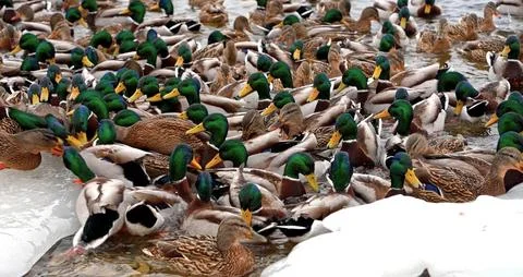 Many ducks in the water Stock Photos