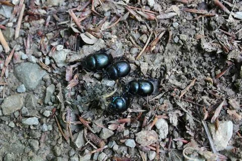 Many dung beetles Foto stock