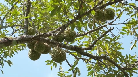 Many Durian fruit growing on tree before harvest Stock Footage 172519698