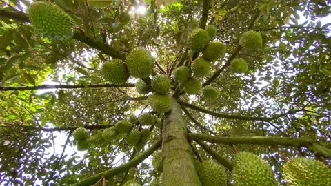 Many durians on the tree Stock Footage 144181993