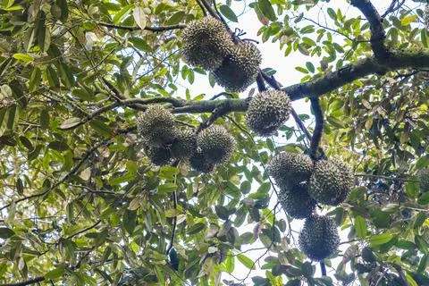 Many durians on the tree Stock Photos
