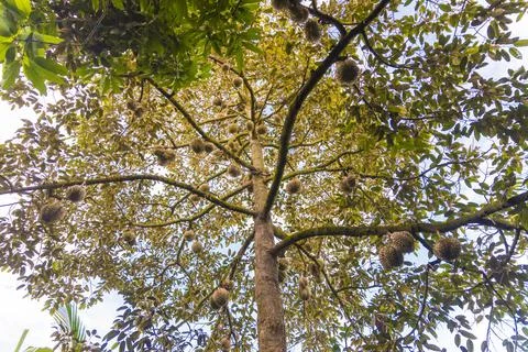 Many durians on the tree Stock Photos