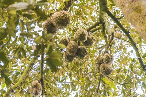 Many durians on the tree Stock Photos