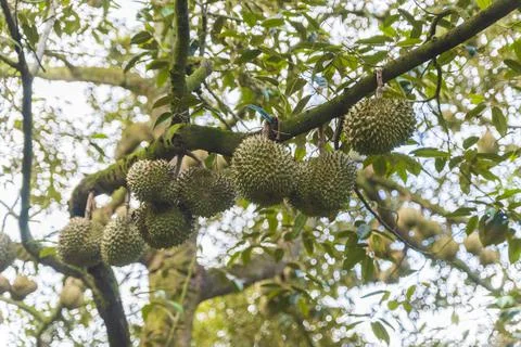 Many durians on the tree Stock Photos