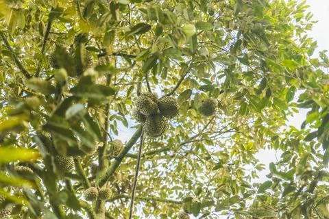 Many durians on the tree Stock Photos