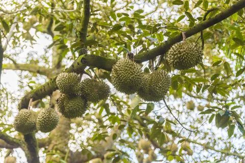 Many durians on the tree Stock Photos