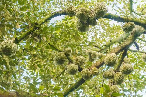 Many durians on the tree Stock Photos