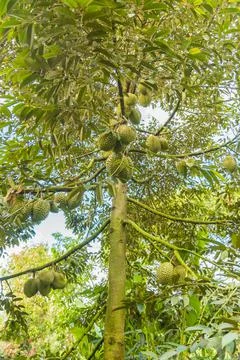 Many durians on the tree Stock Photos