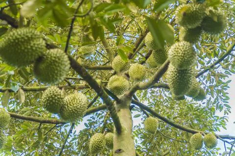 Many durians on the tree Stock Photos