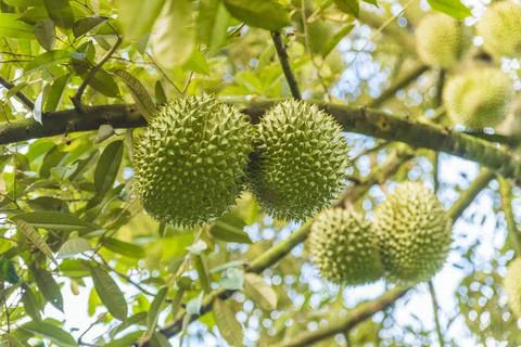 Many durians on the tree Stock Photos