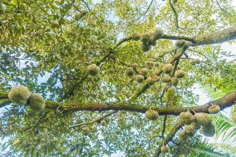 Many durians on the tree Stock Photos