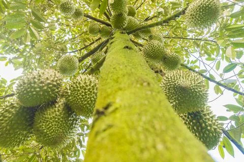 Many durians on the tree Stock Photos