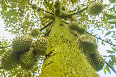 Many durians on the tree Stock Photos