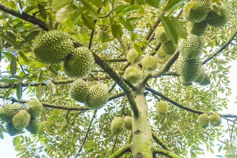 Many durians on the tree Stock Photos