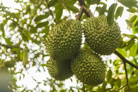 Many durians on the tree Stock Photos