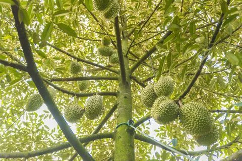 Many durians on the tree Stock Photos