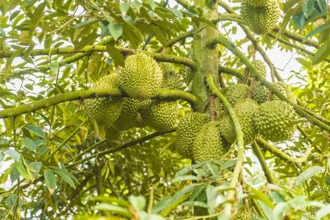 Many durians on the tree Stock Photos