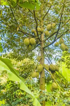 Many durians on the tree Stock Photos