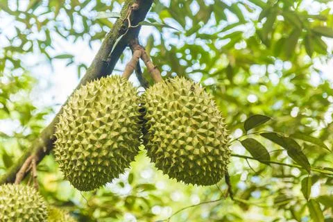 Many durians on the tree Stock Photos