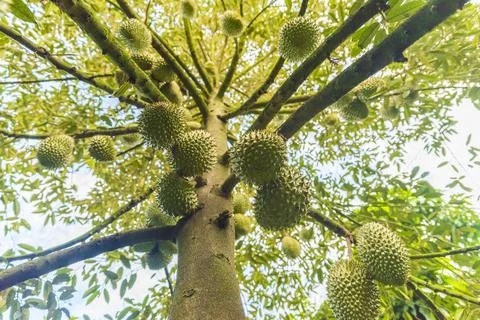 Many durians on the tree Stock Photos