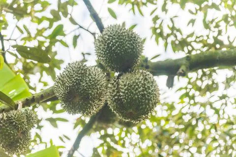 Many durians on the tree Stock Photos