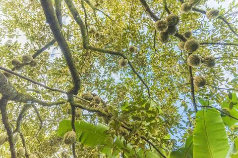Many durians on the tree Stock Photos