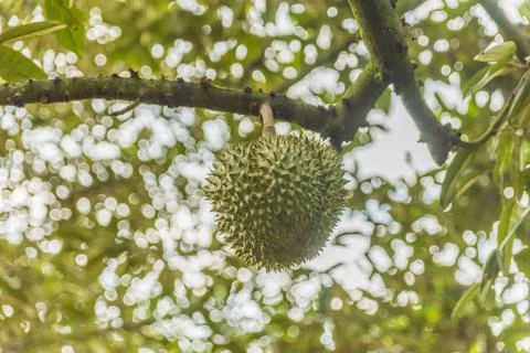 Many durians on the tree Stock Photos