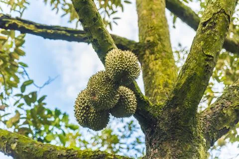 Many durians on the tree Stock Photos