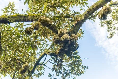 Many durians on the tree Stock Photos