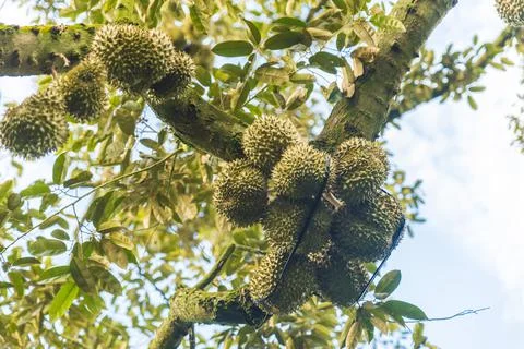 Many durians on the tree Stock Photos