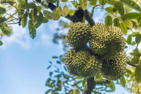 Many durians on the tree Stock Photos