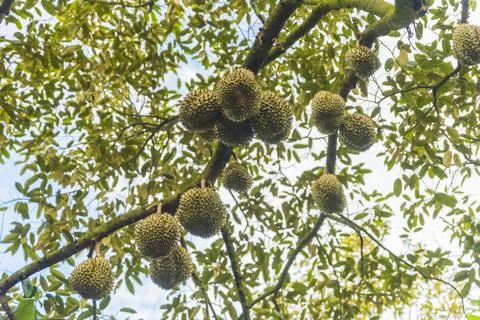 Many durians on the tree Stock Photos