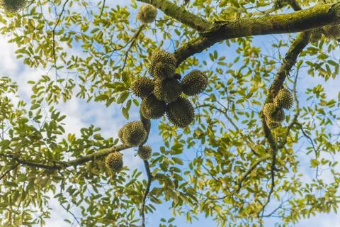 Many durians on the tree Stock Photos